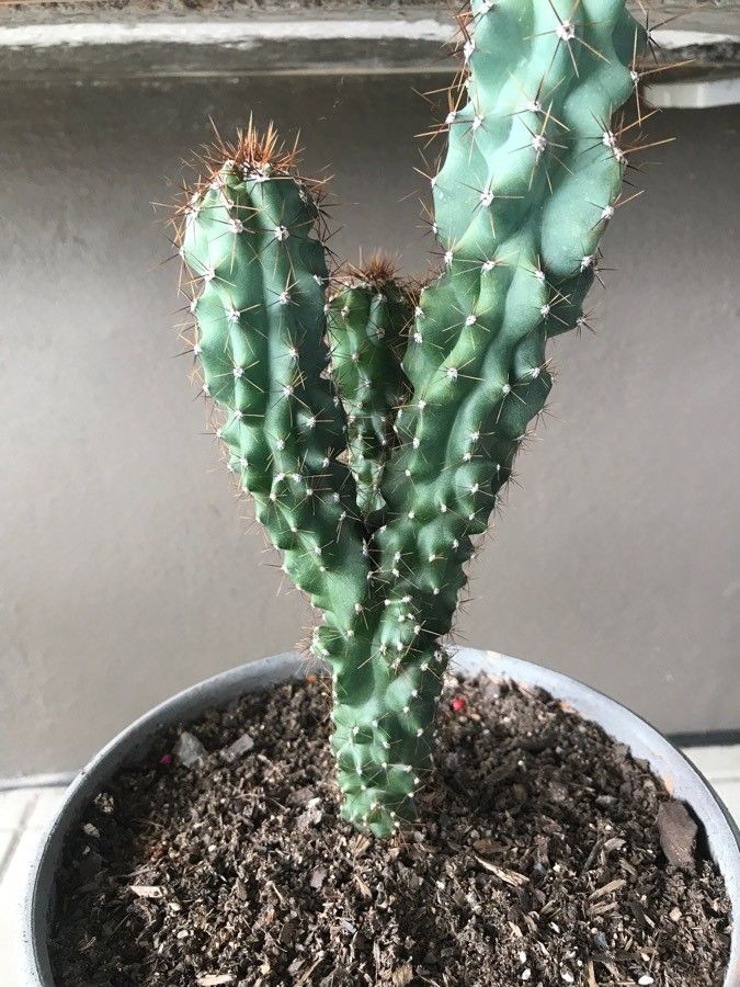 Cereus repandus fruit