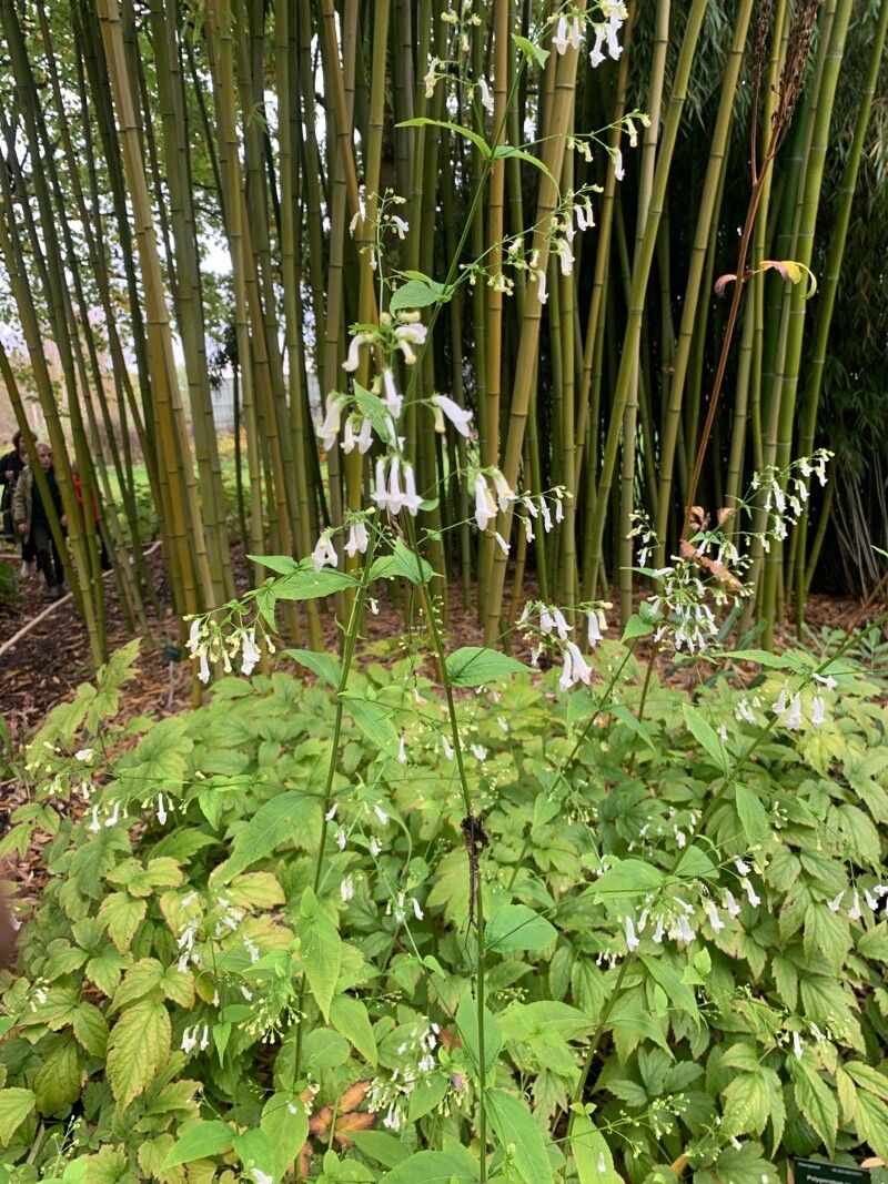 Isodon longitubus flower