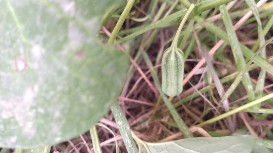 Aristolochia fimbriata fruit