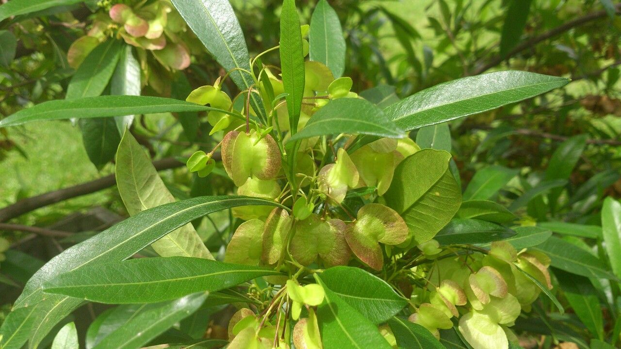 Dodonaea viscosa — search result for 'Sapindaceae'