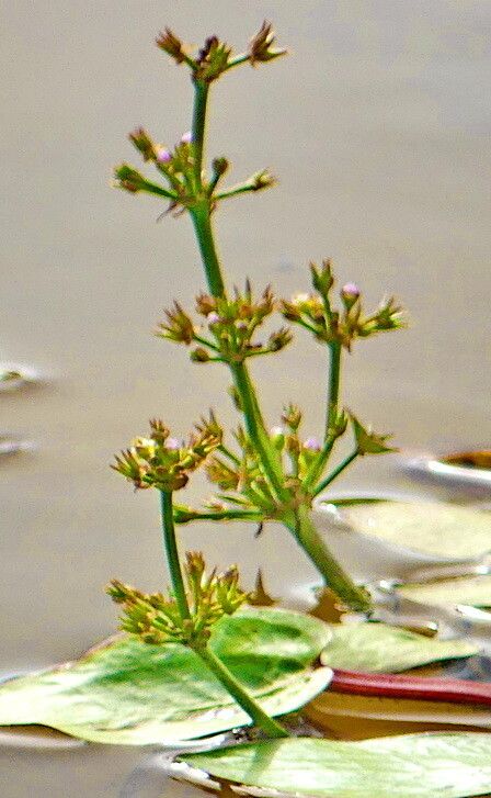 Damasonium bourgaei — related species from the same genus