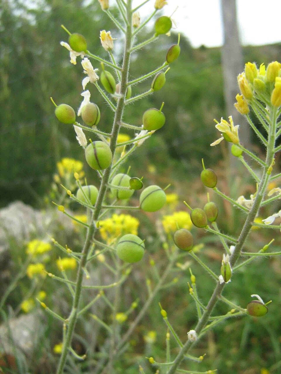 Alyssum montanum fruit
