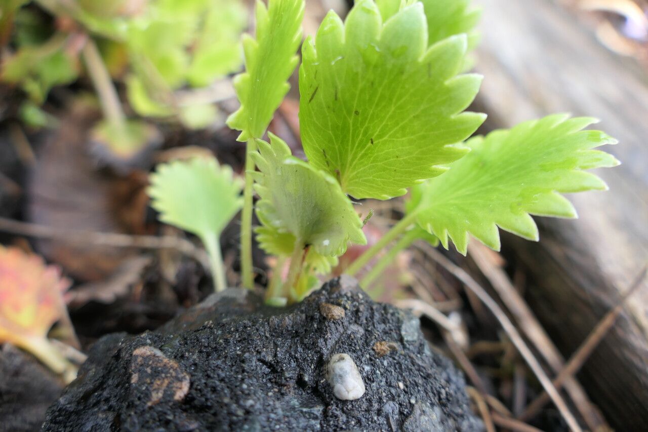 Saxifraga mertensiana — search result for 'Saxifragaceae'