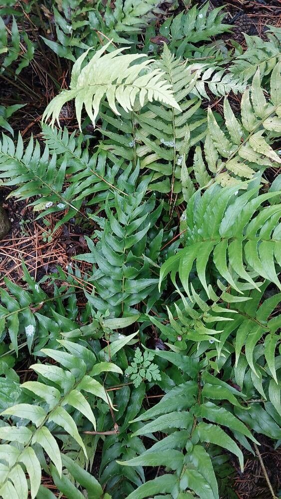 Polystichum lepidocaulon leaf