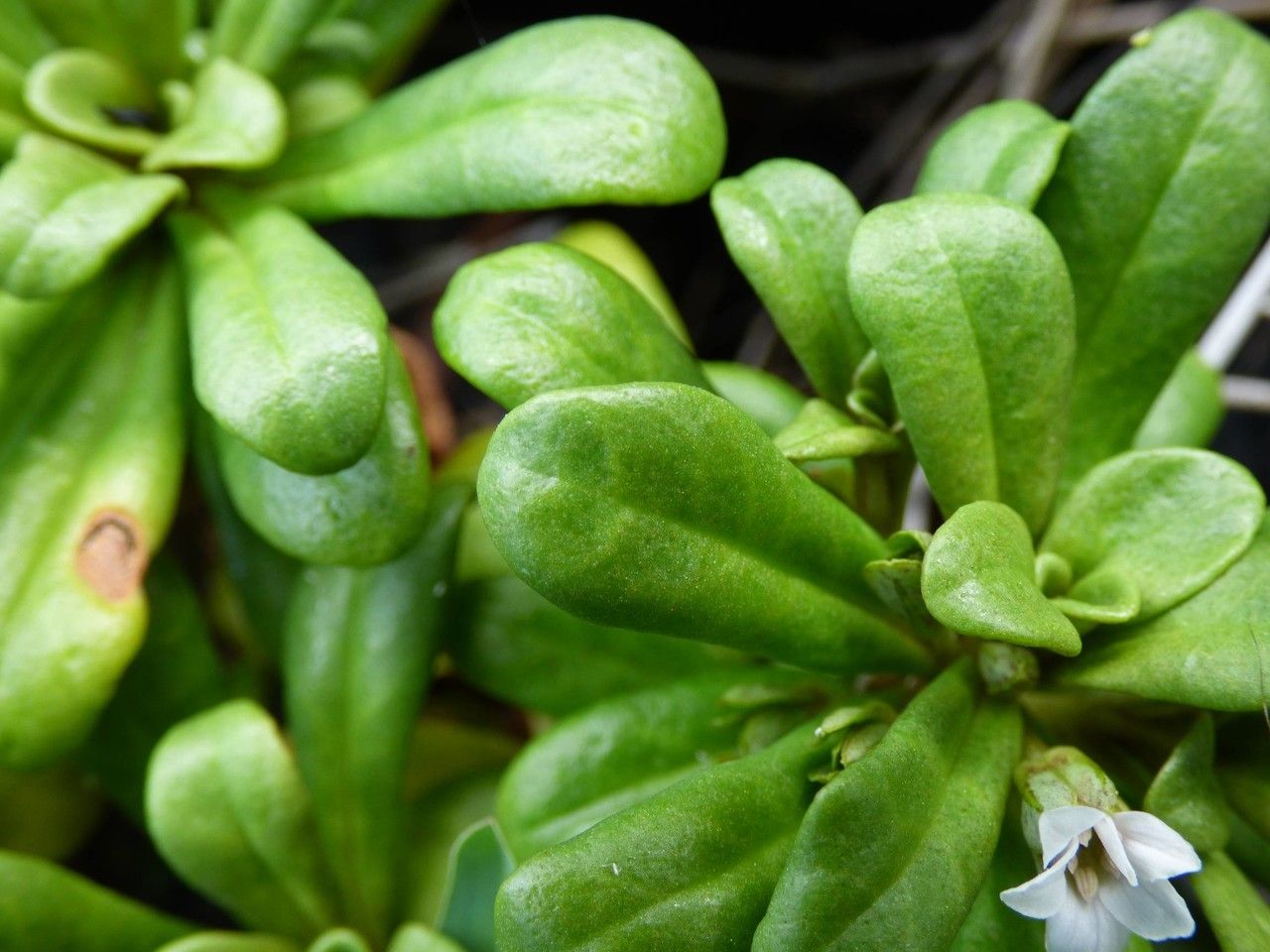Lysimachia mauritiana — search result for 'Lysimachia'