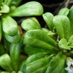 Lysimachia mauritiana