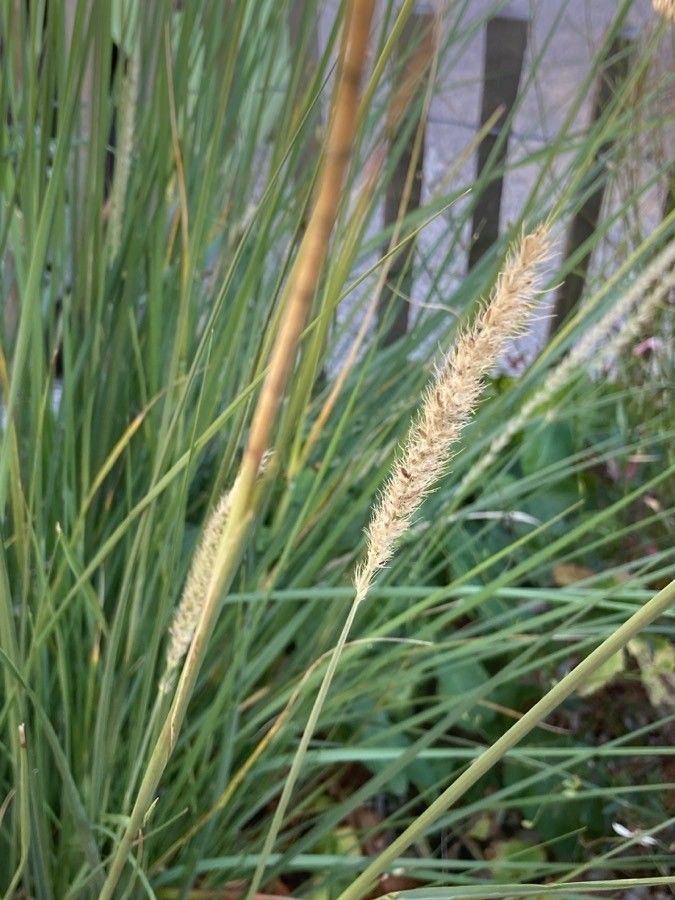 Cenchrus macrourus fruit