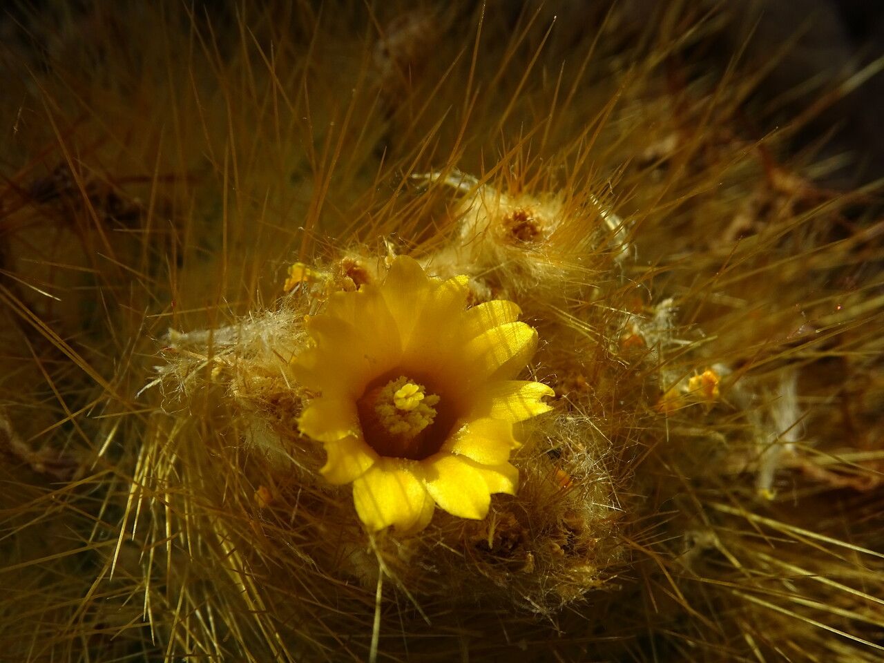 Parodia chrysacanthion flower