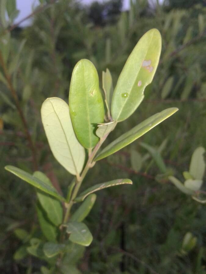 Grewia flava — search result for 'Grewia'