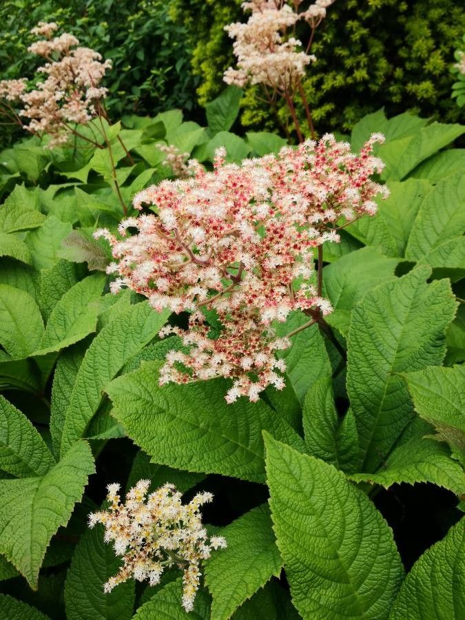 Rodgersia aesculifolia flower