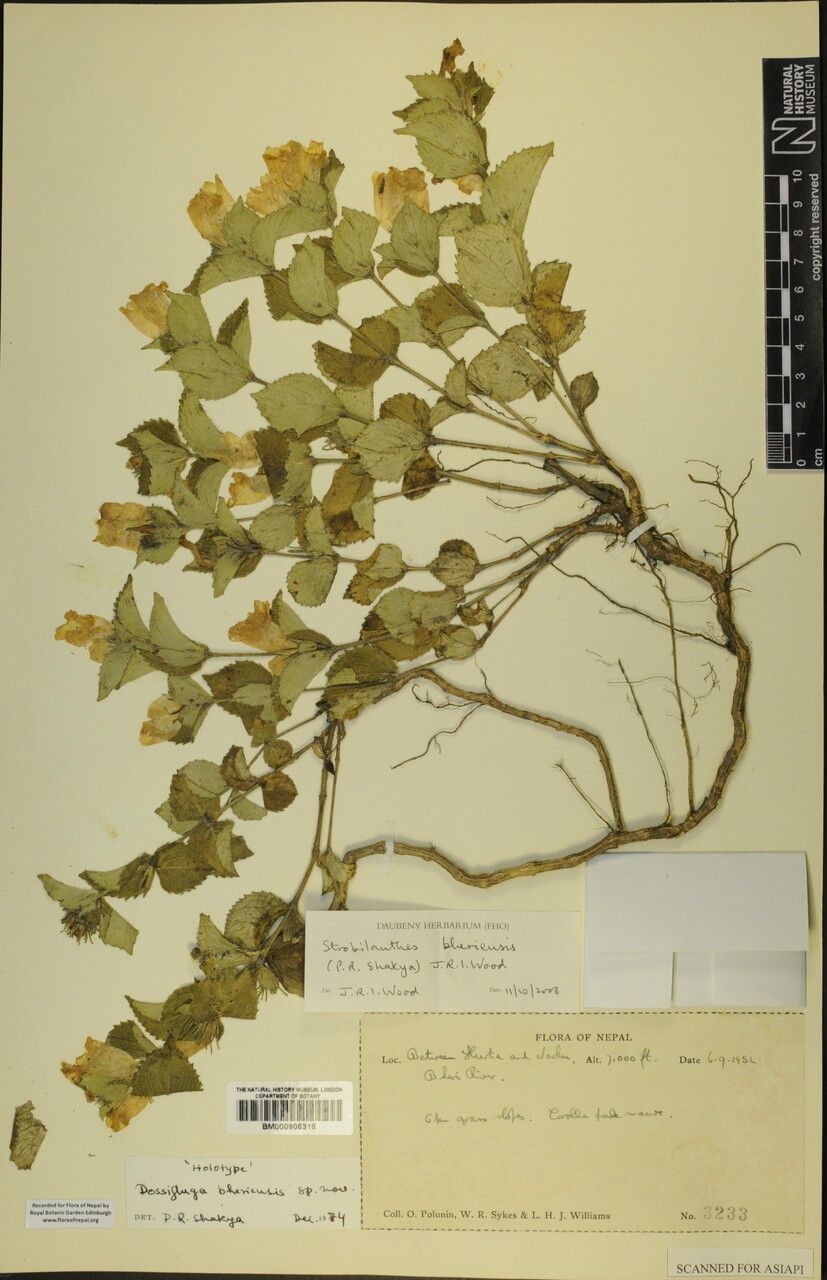 Strobilanthes bheriensis — search result for 'Strobilanthes'