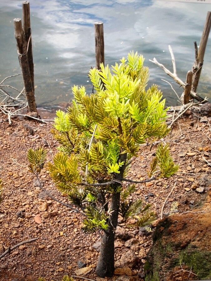Retrophyllum rospigliosii — search result for 'Podocarpaceae'