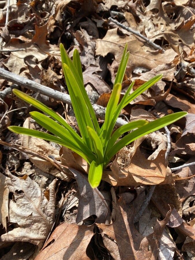 Amianthium muscitoxicum leaf