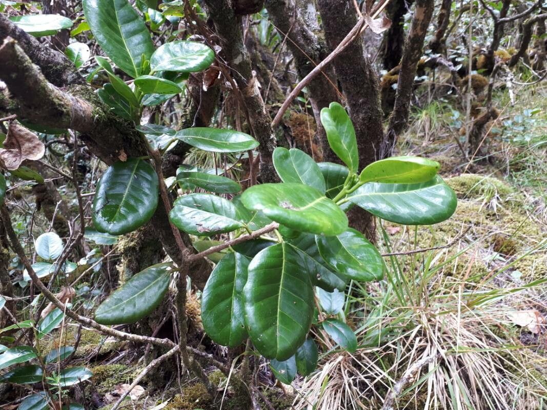 Melicope irifica — houseplant care guide