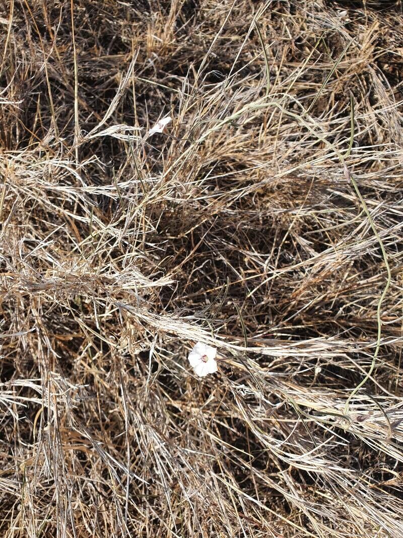 Convolvulus sagittatus habit