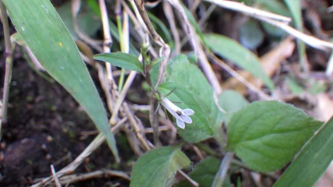 Lobelia molleri — houseplant care guide