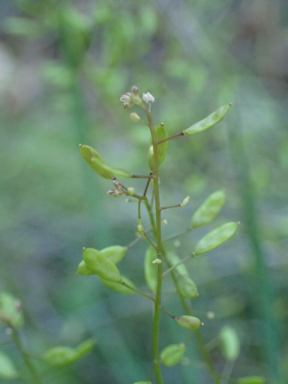 Draba muralis fruit
