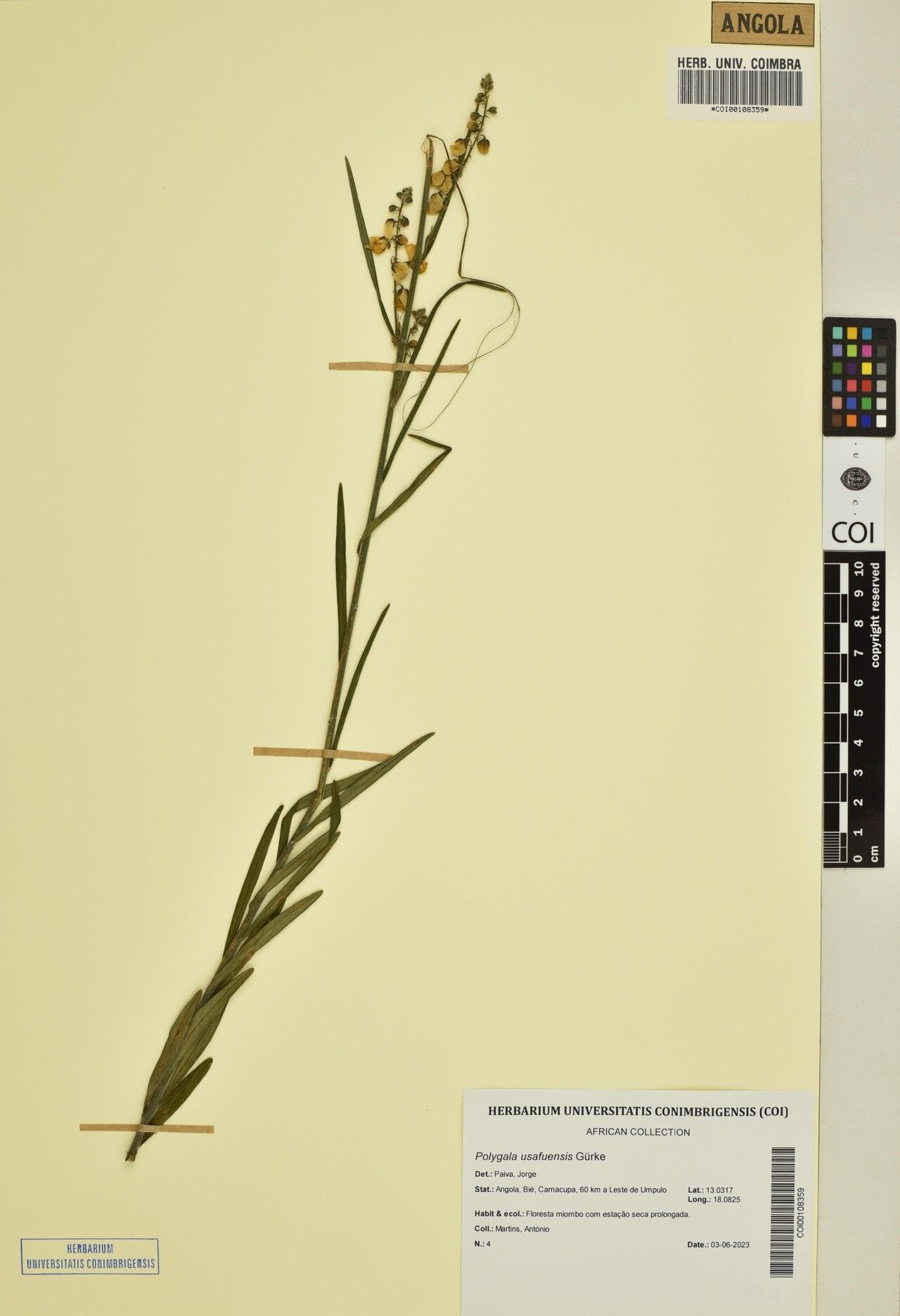 Polygala usafuensis — houseplant care guide