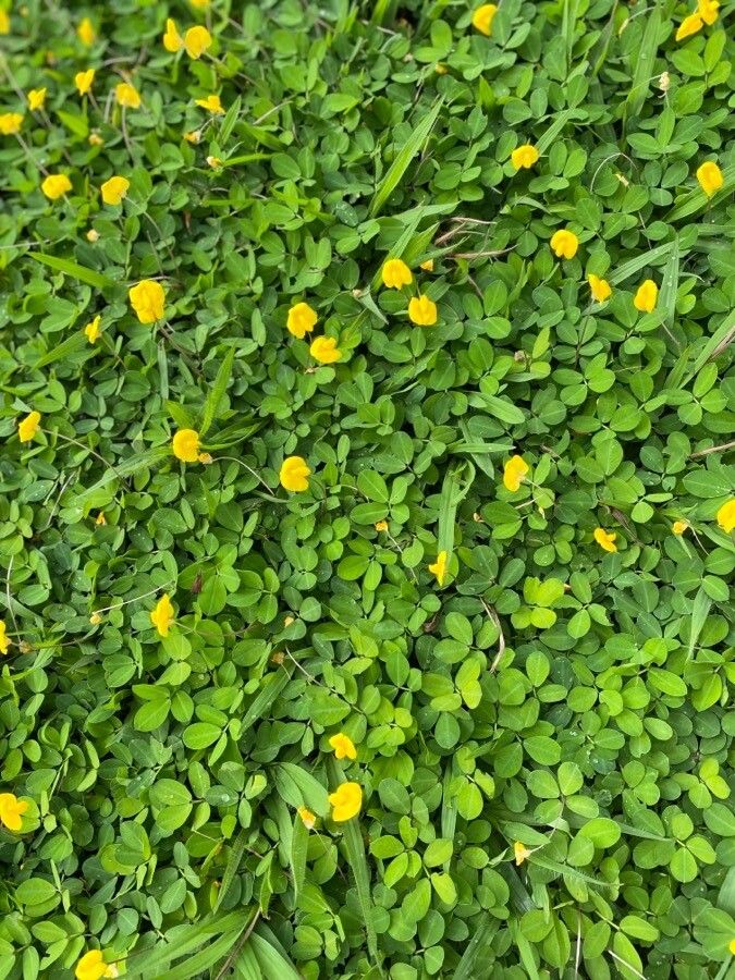 Arachis glabrata flower