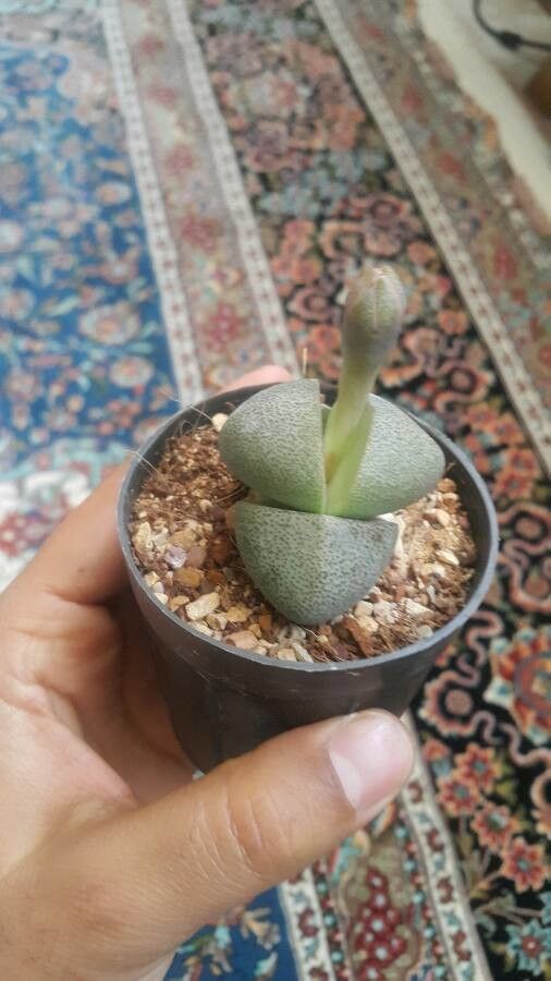 Pleiospilos nelii bark