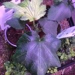 Abelmoschus esculentus