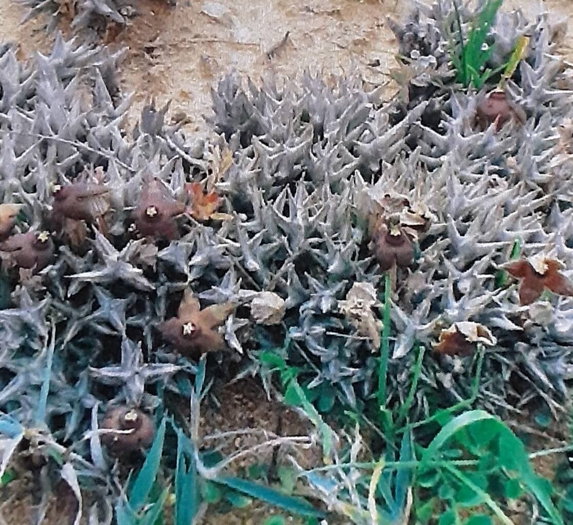 Orbea umbracula flower