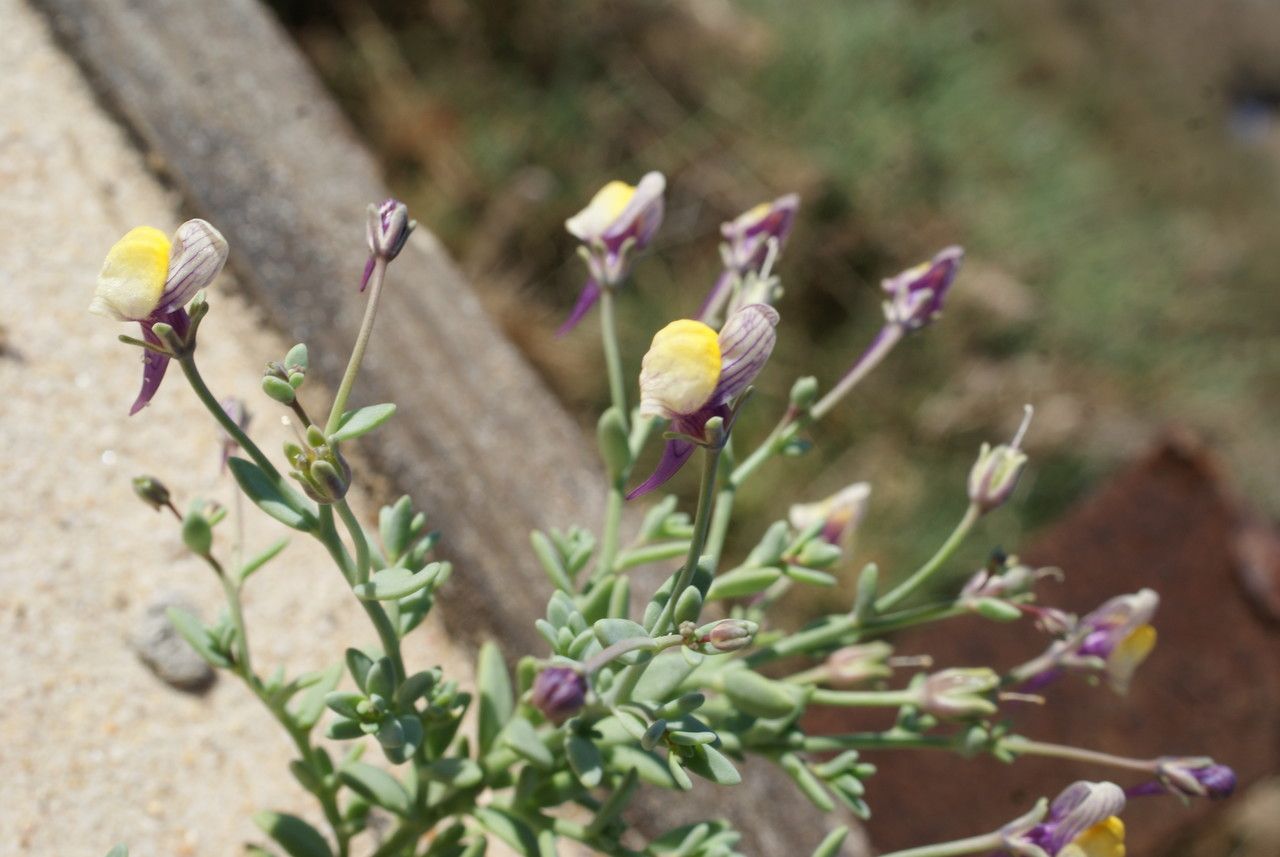 Linaria pedunculata habit