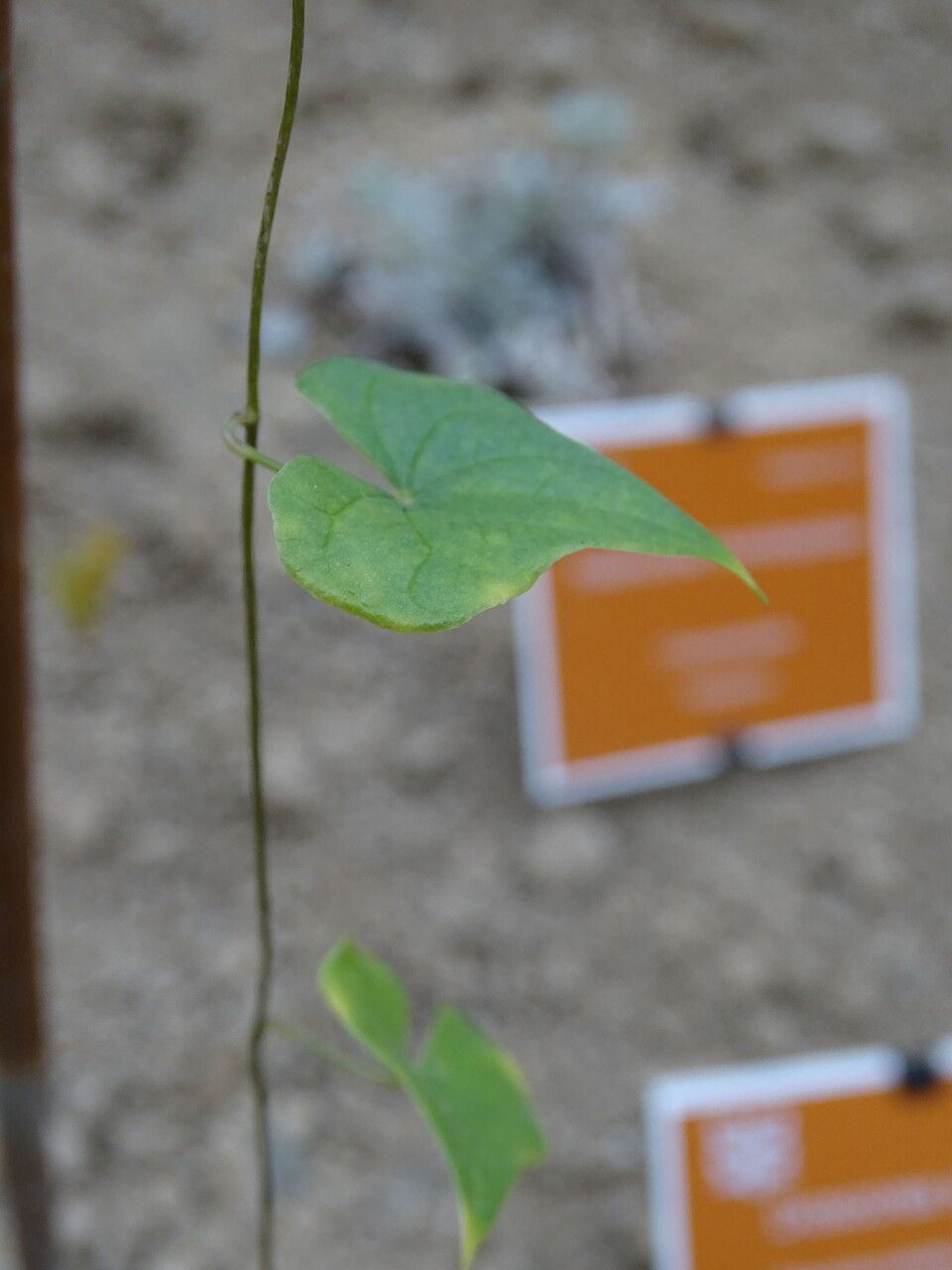 Dioscorea sylvatica leaf