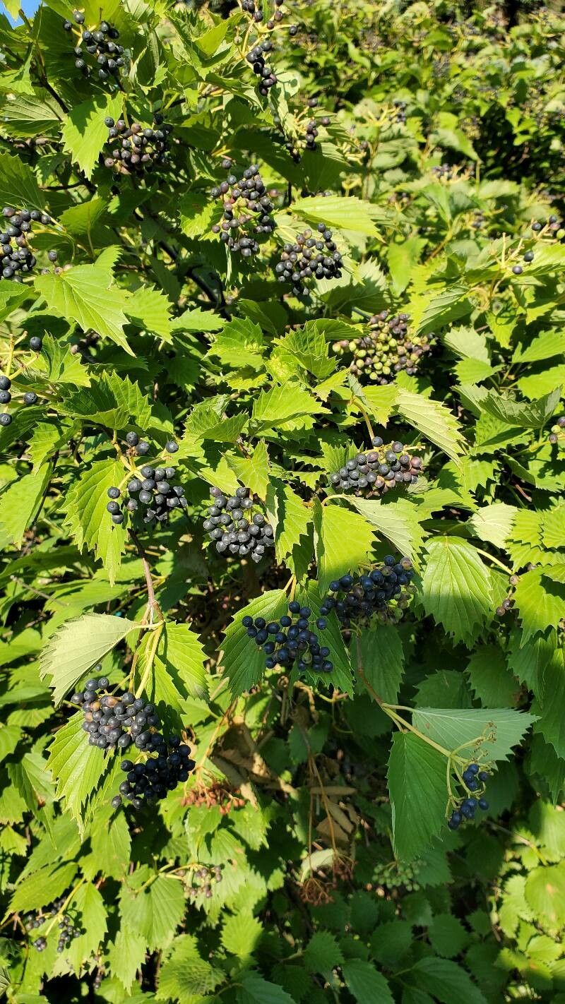 Viburnum recognitum fruit
