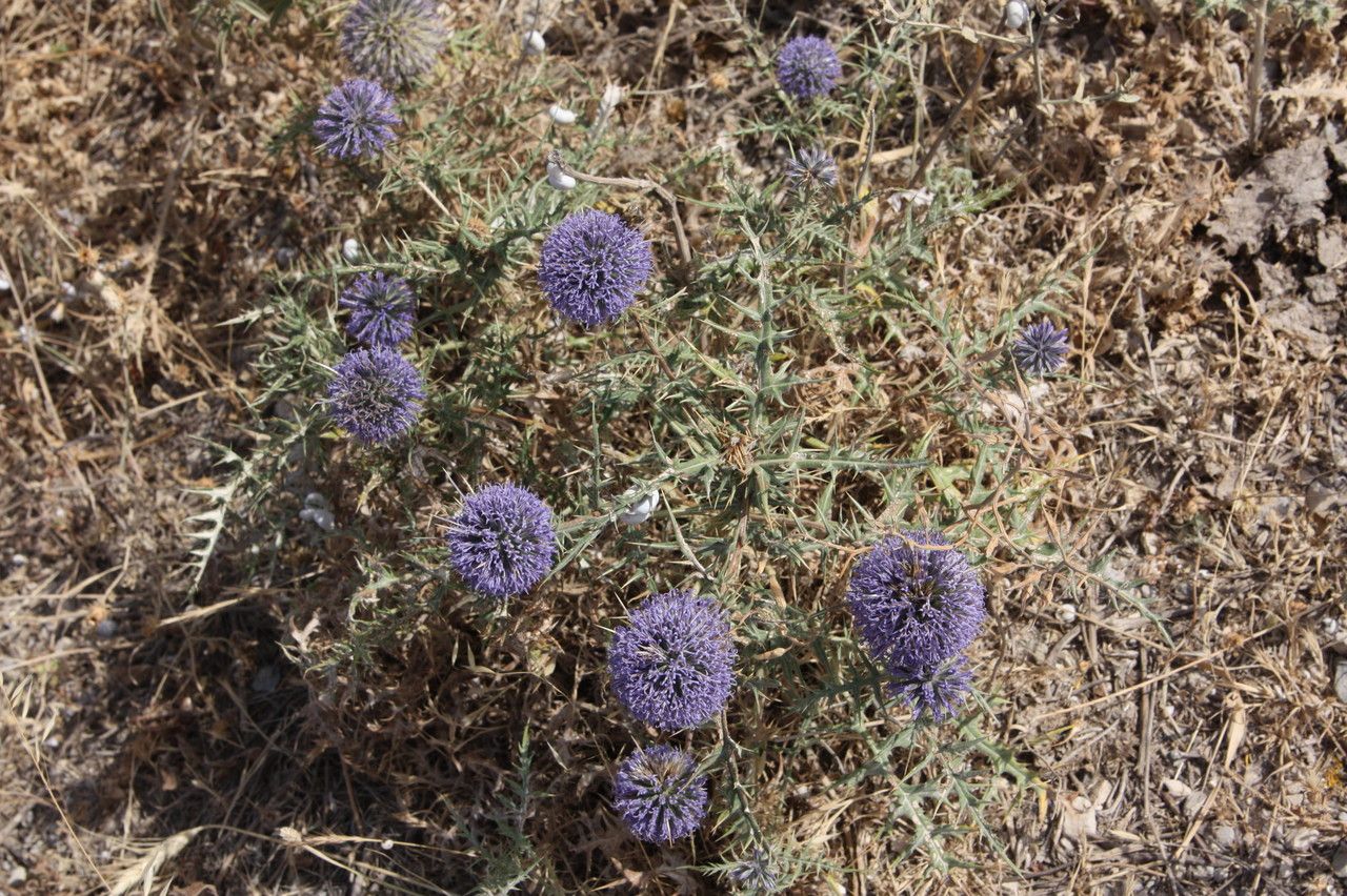 Cardopatium amethystinum habit