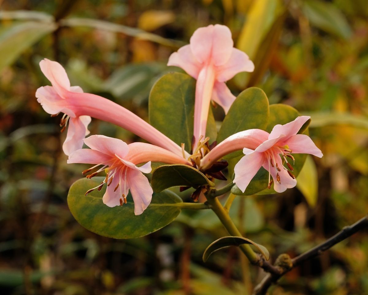 Rhododendron haematophthalmum flower