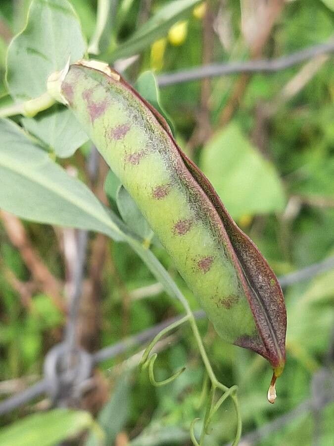 Lathyrus ochrus fruit