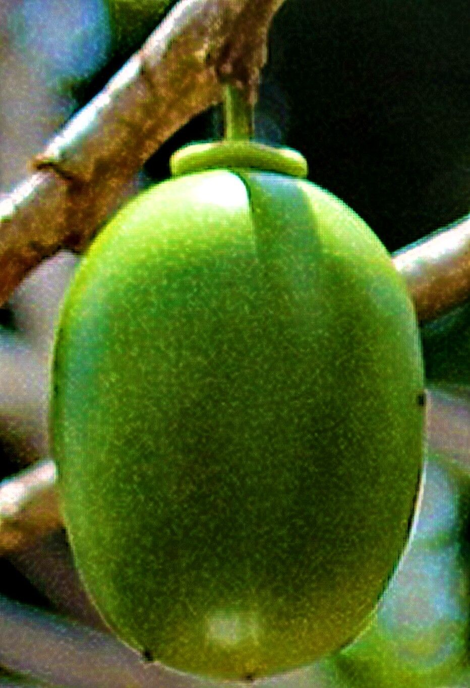 Crescentia amazonica fruit