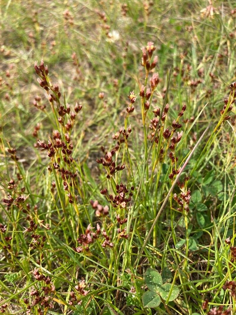 Juncus gerardi flower