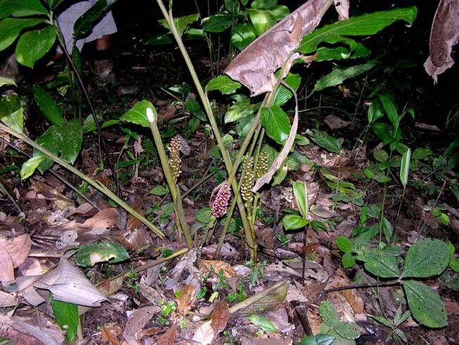 Renealmia costaricensis habit