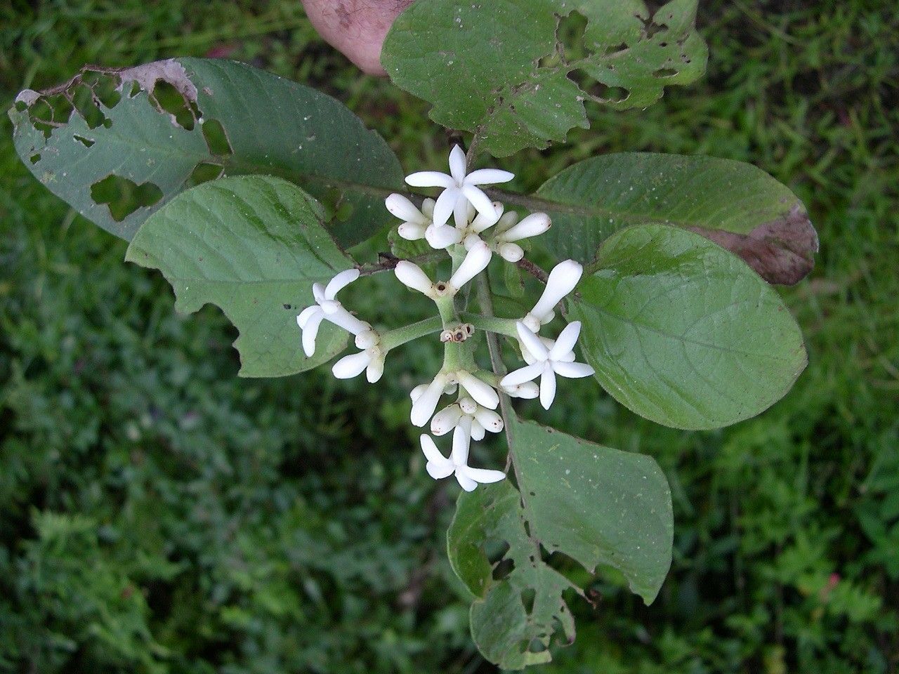 Psychotria frondosa flower