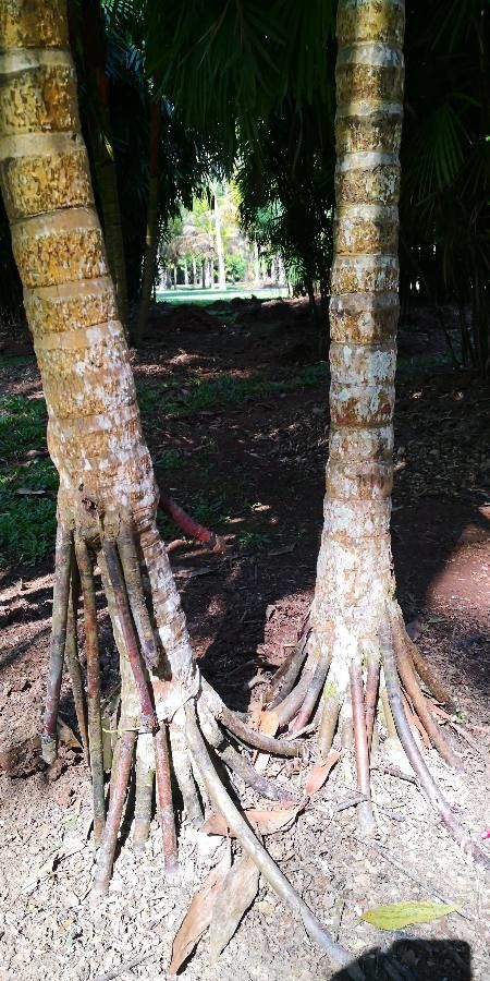 Areca vestiaria bark