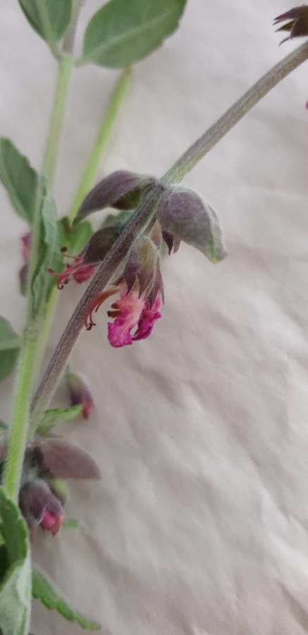 Teucrium divaricatum flower