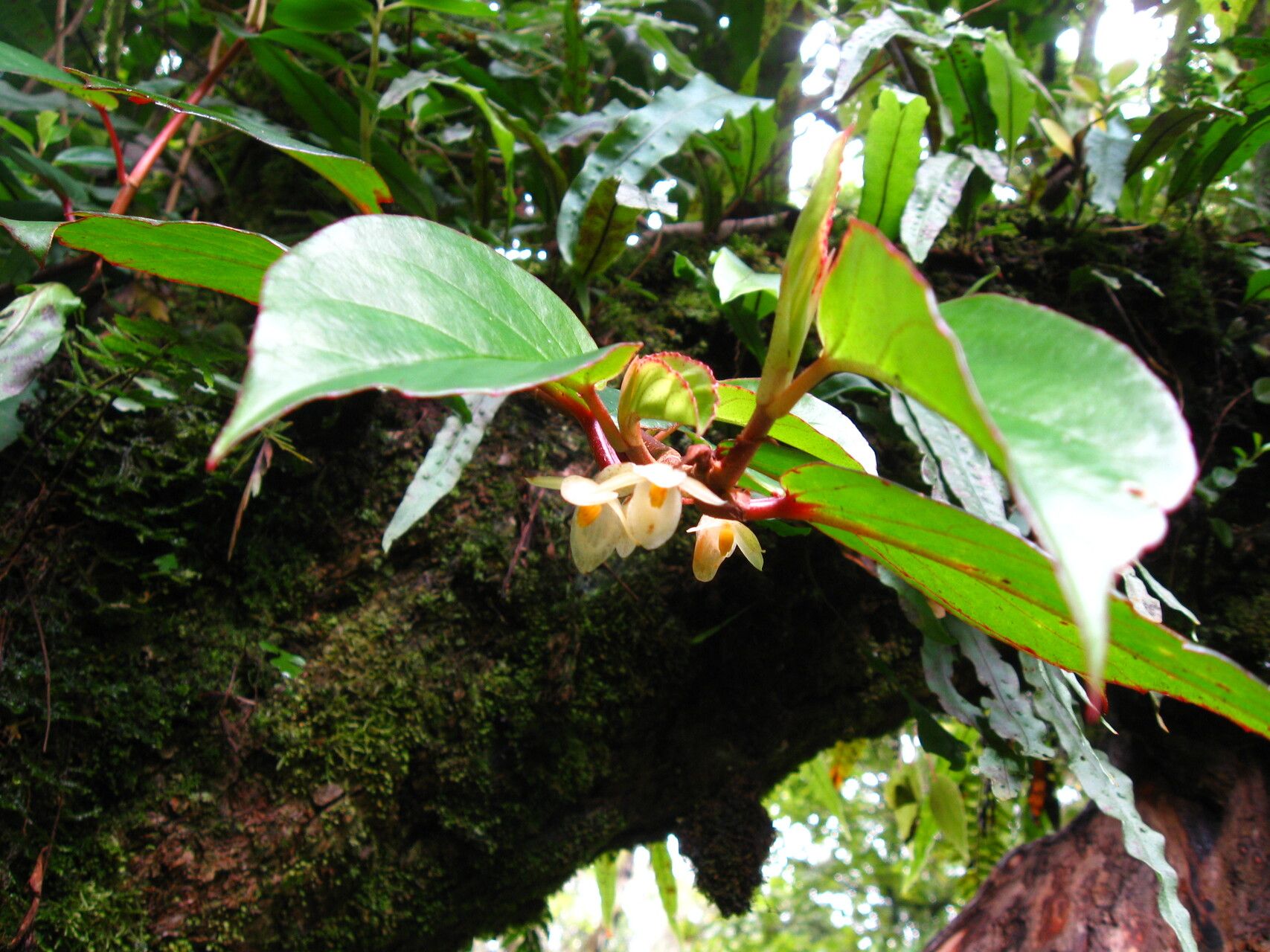 Begonia oxyanthera habit