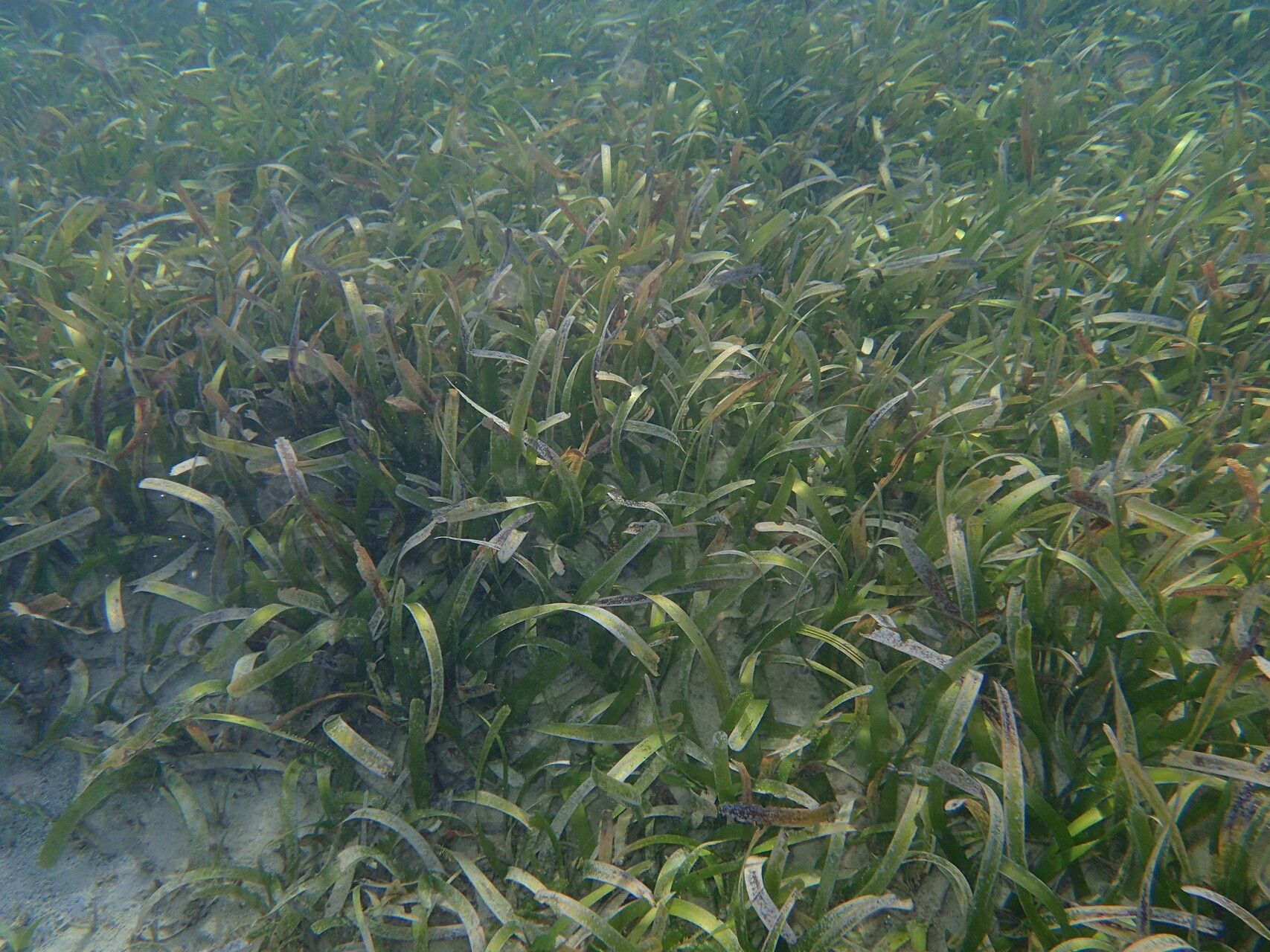 Thalassia testudinum habit