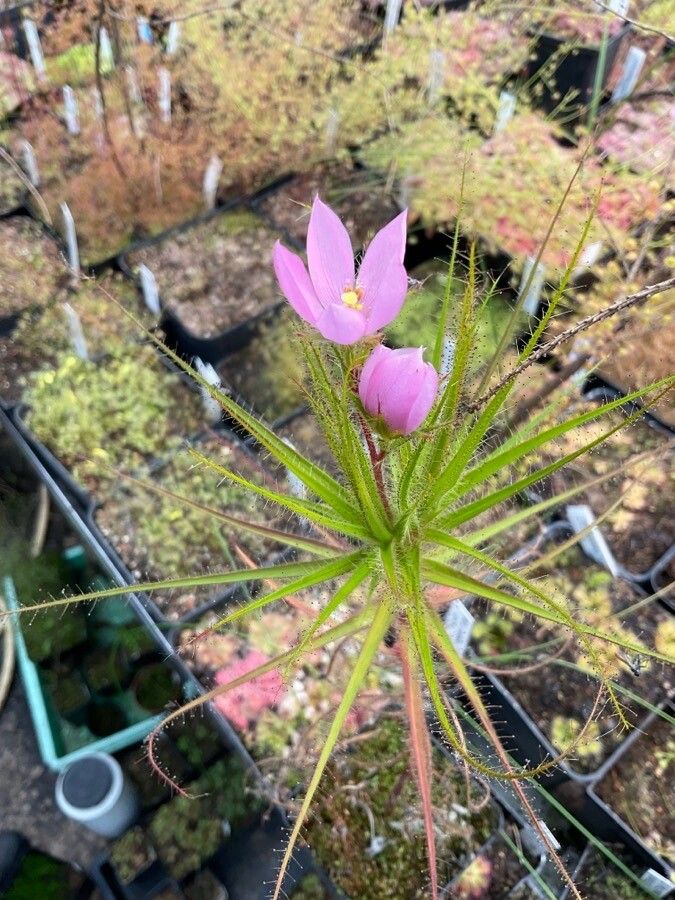 Roridula gorgonias — related species from the same genus