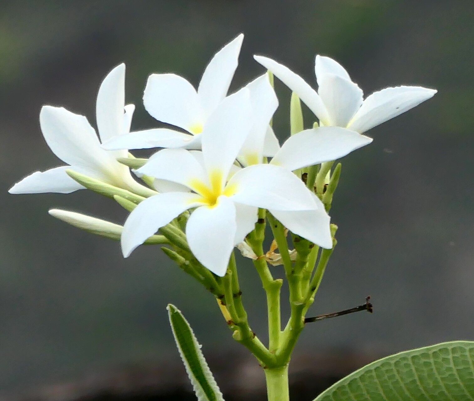 Plumeria inodora