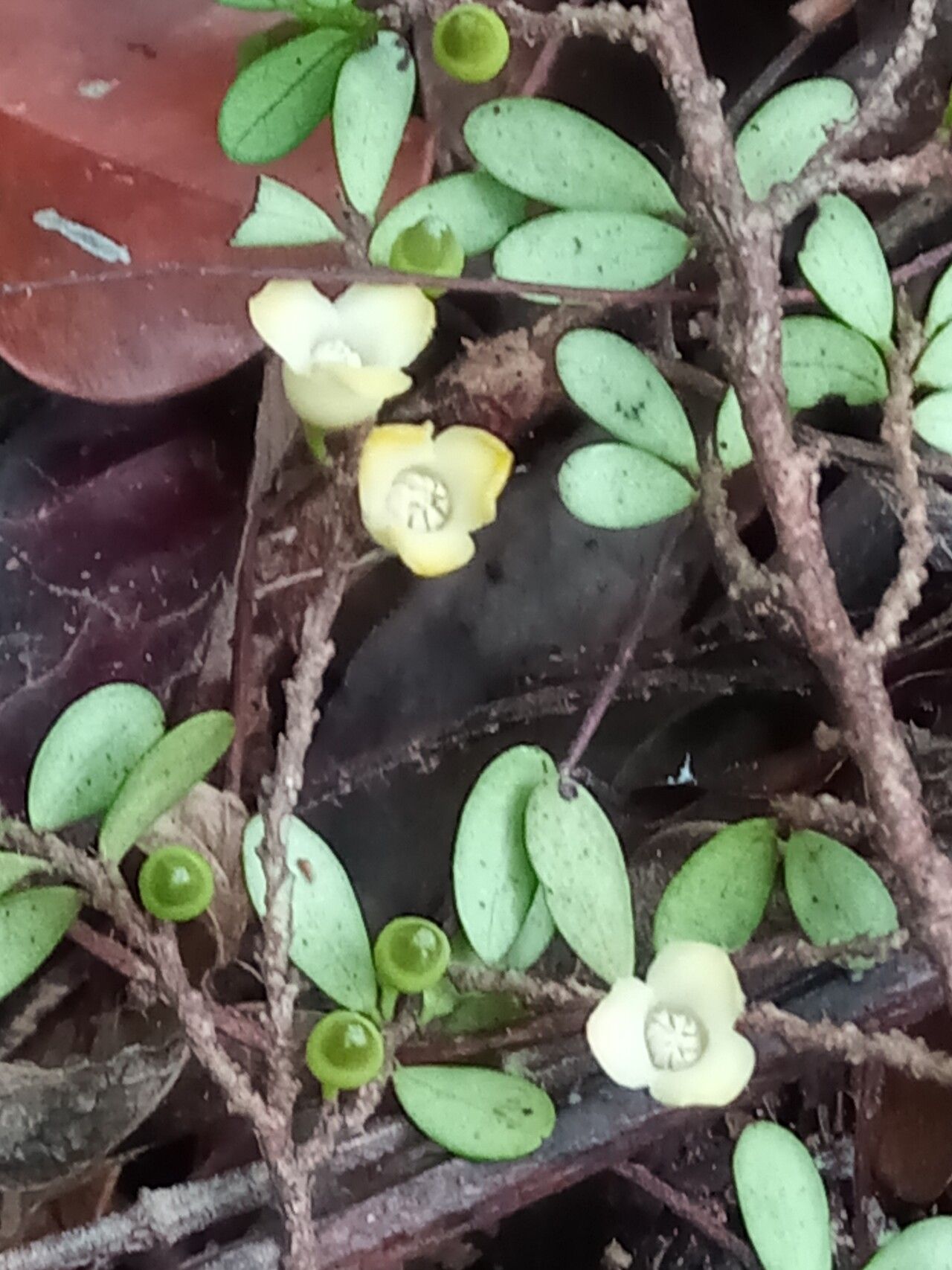 Diospyros olacinoides — houseplant care guide