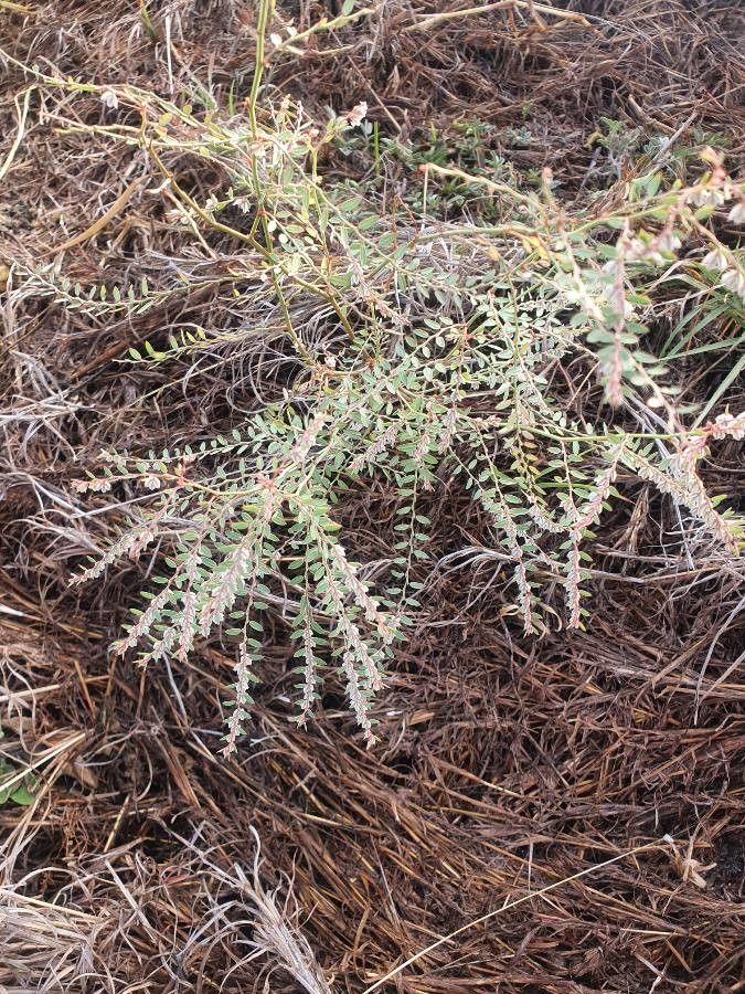 Phyllanthus suffrutescens habit