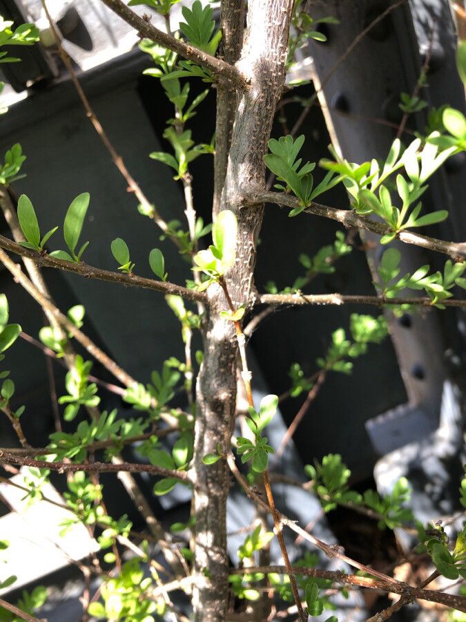 Syringa persica bark