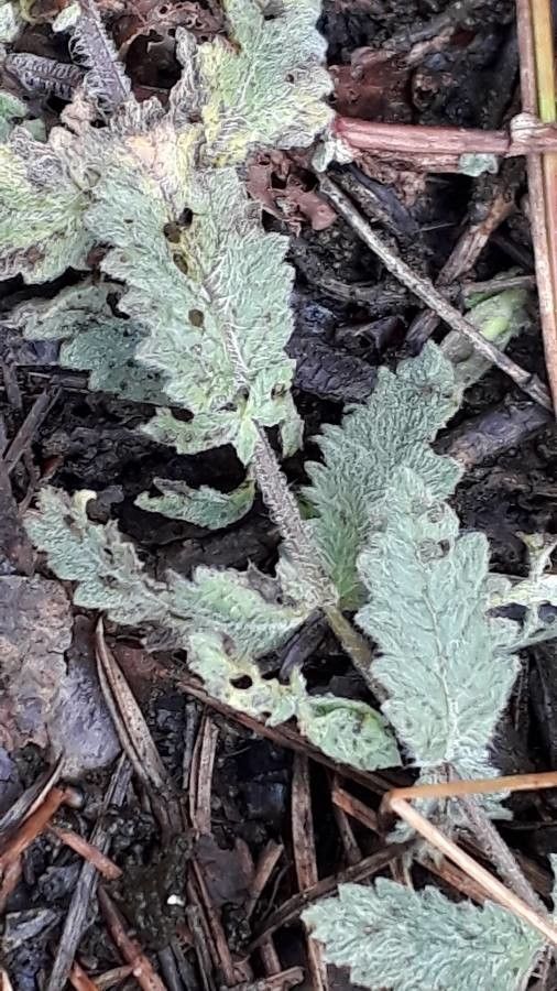 Teucrium scordium leaf