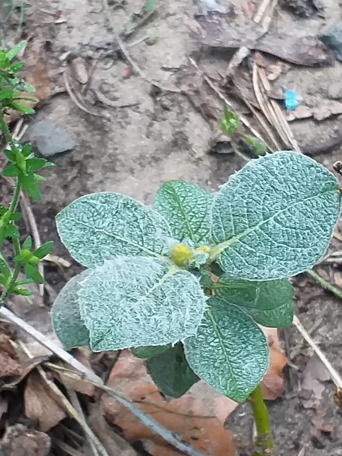 Salix lanata — search result for 'Salicaceae'