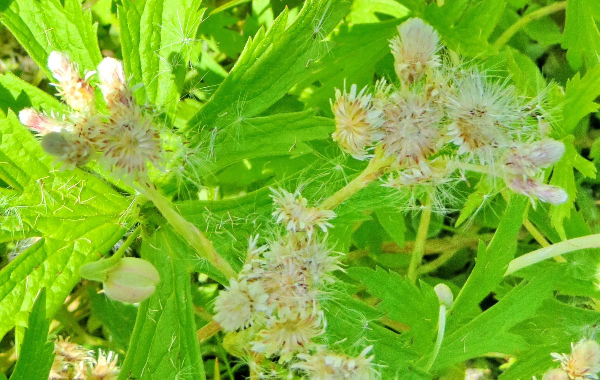 Antennaria media flower