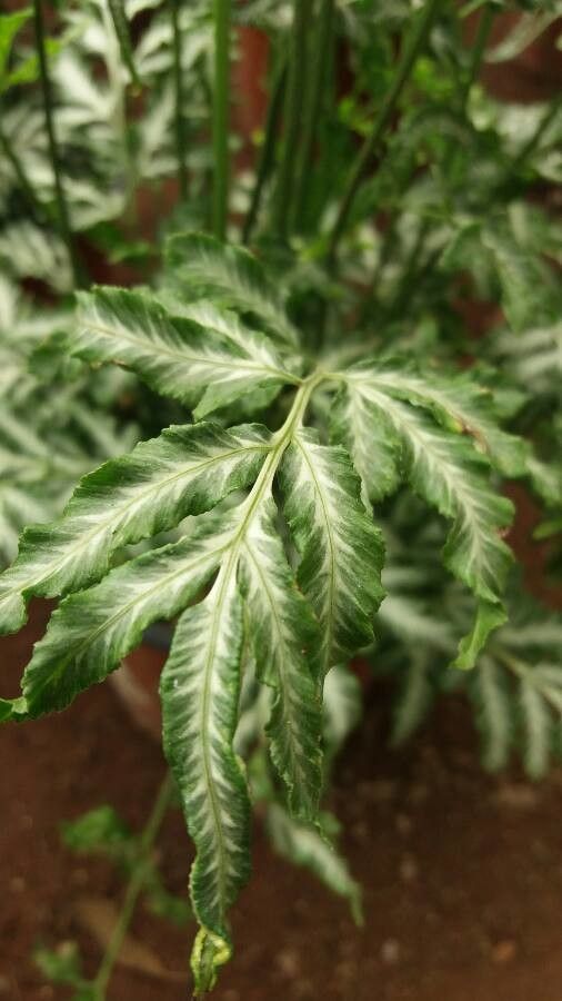 Pteris ensiformis leaf
