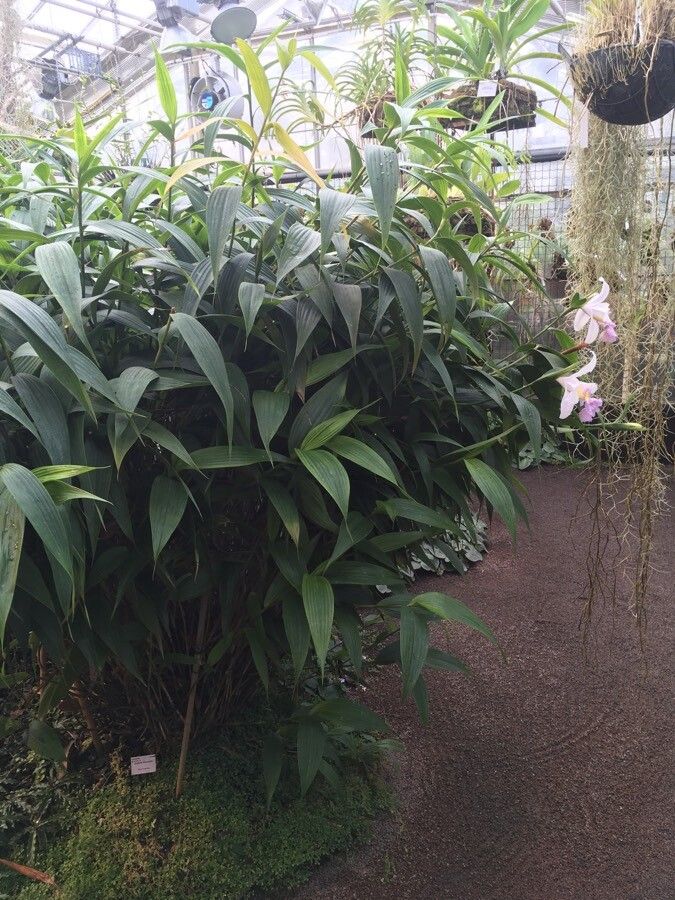 Sobralia macrantha habit